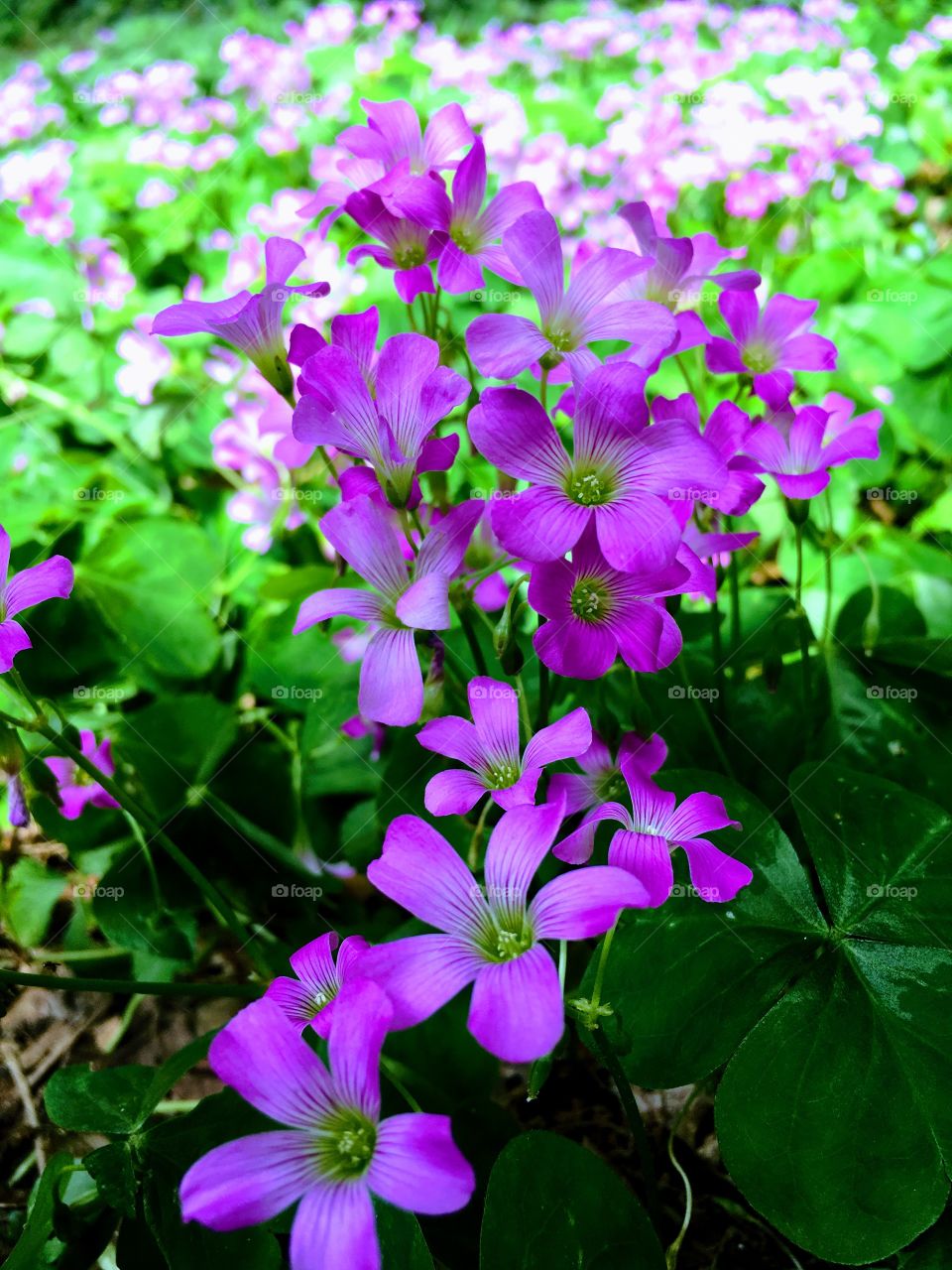 Royal phlox