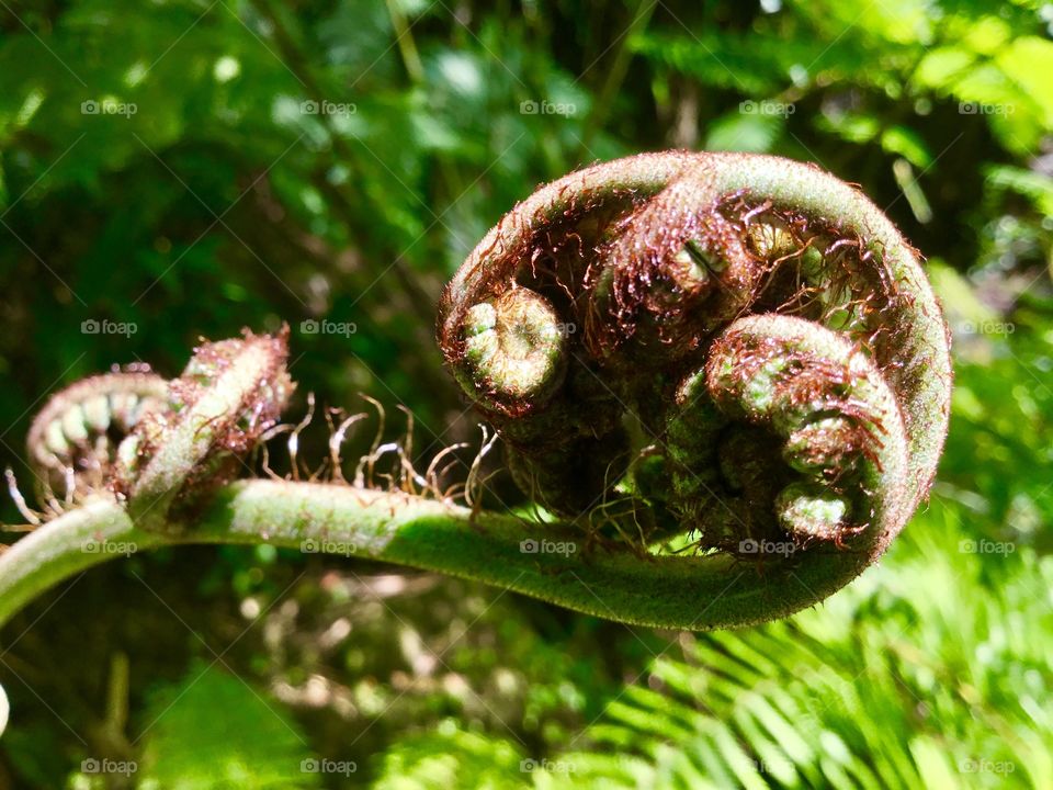 Fern unfolding at Hawaii Tropical Botanical Garden