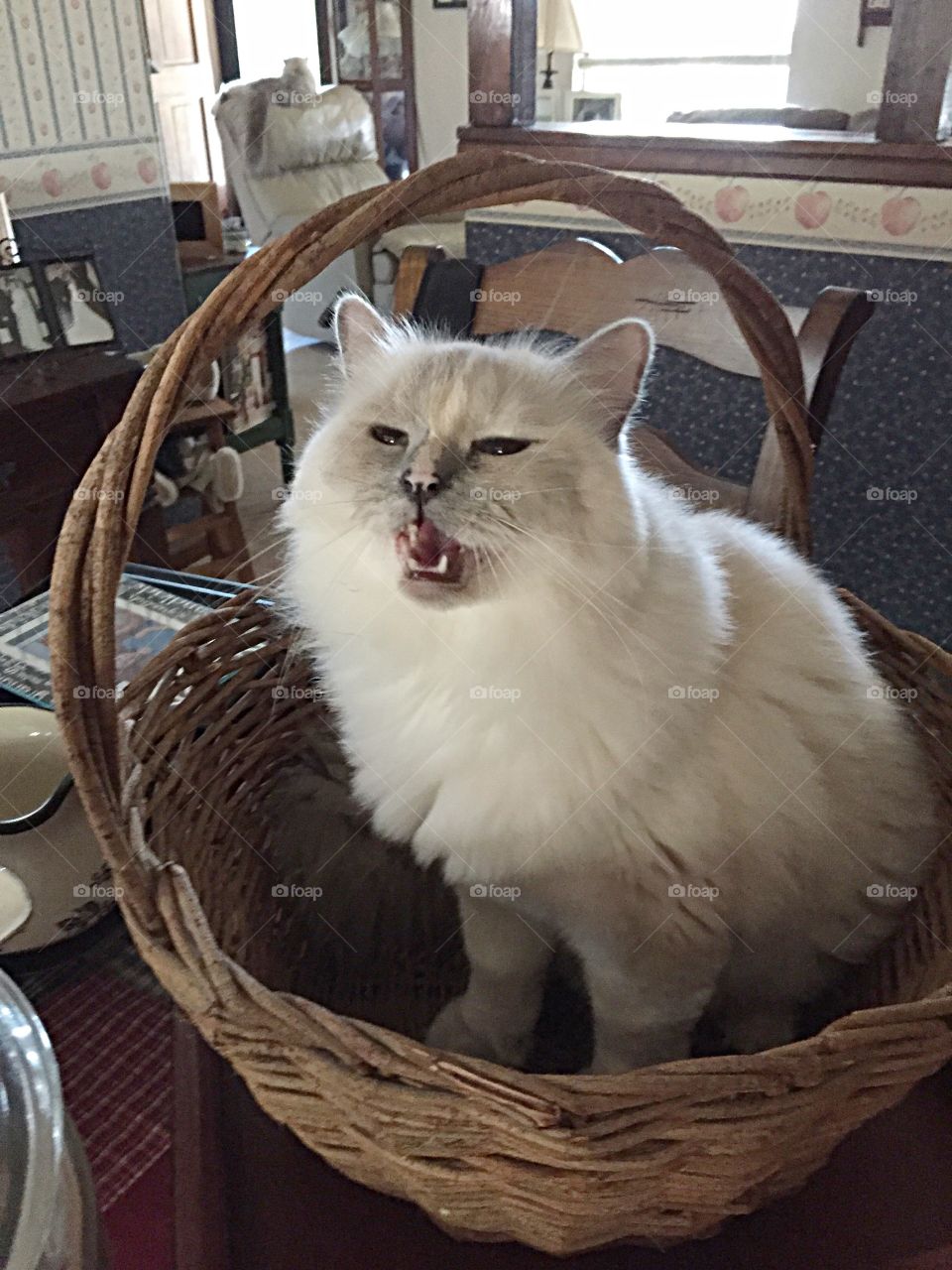 Cat in basket