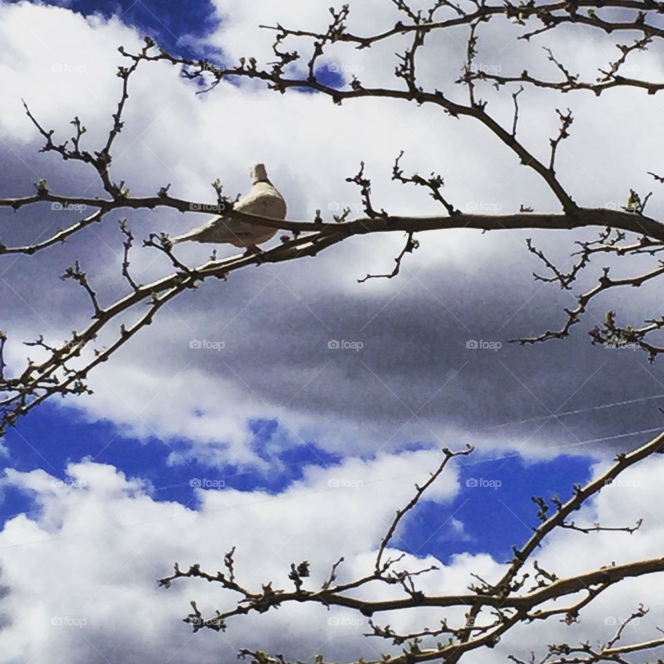Dove of peace. Beautiful sky