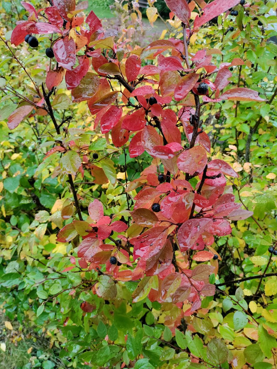 Bush in autumn