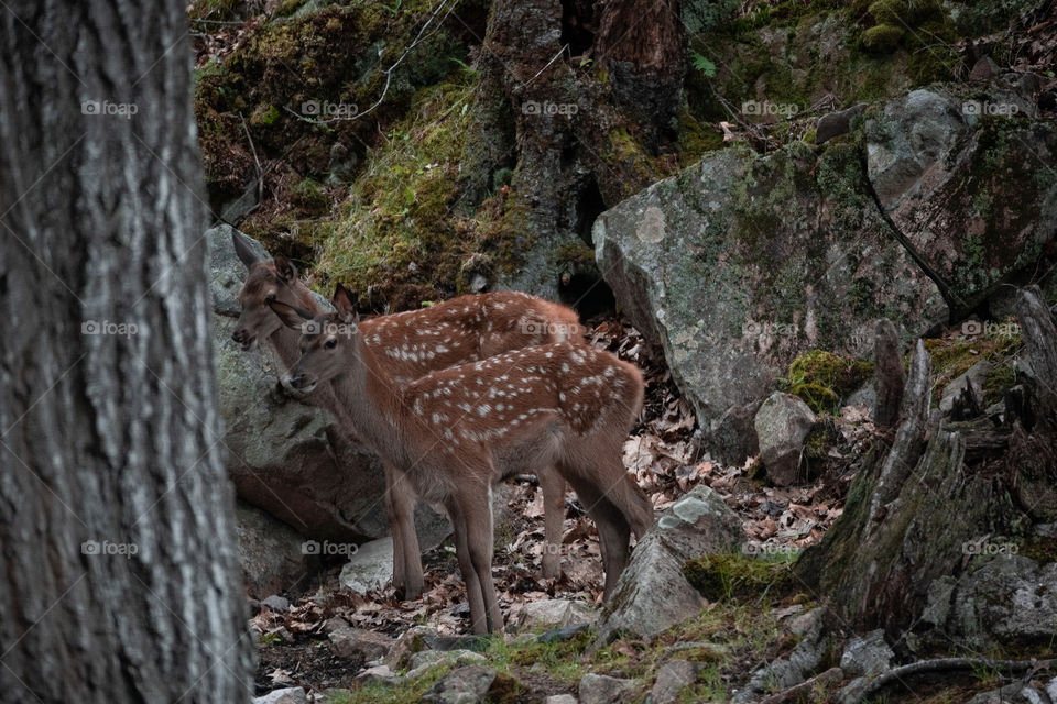 Spotted in the woods