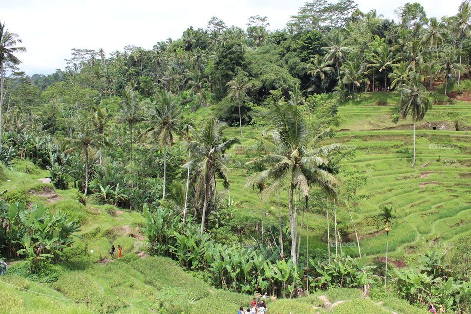 Rice Fields Bali, Indonesia