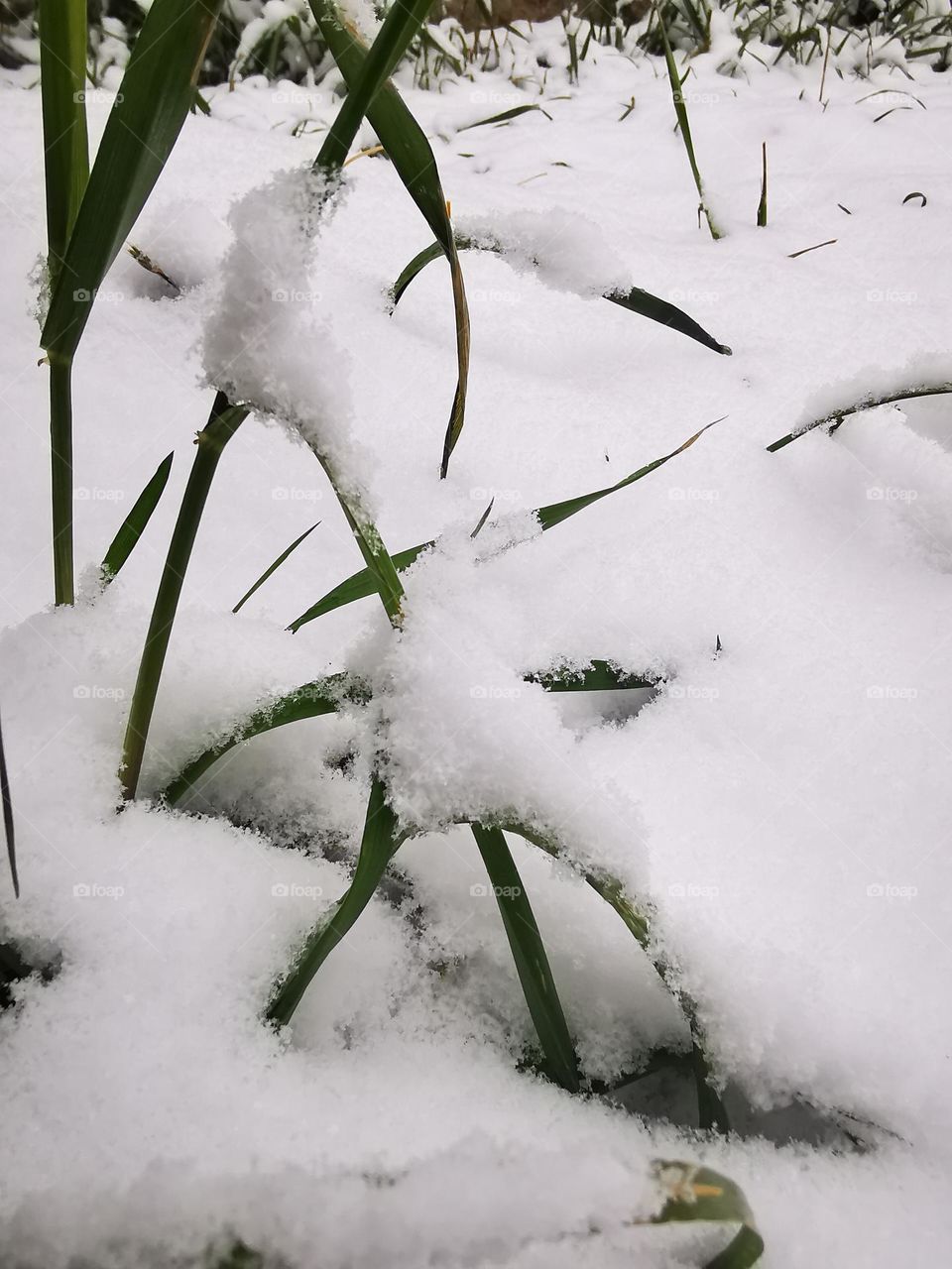 grass in snow