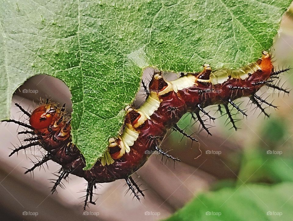 a caterpillar hanging on a leaf