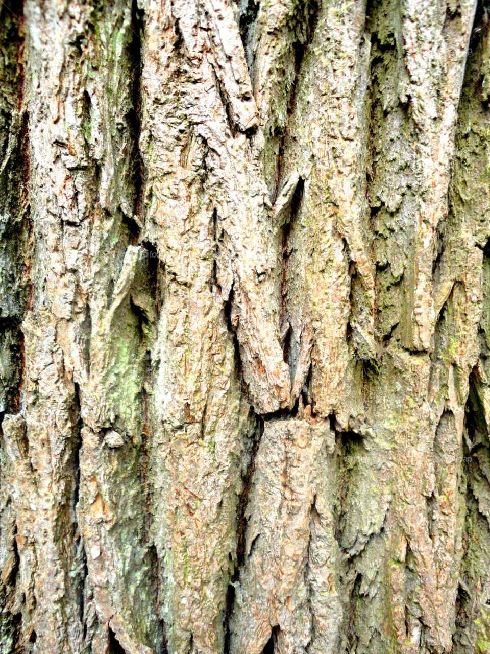Bark . Photo taken in my local park