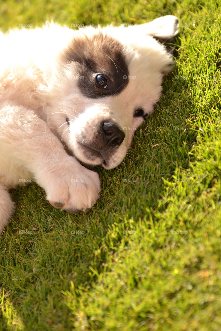 puppy lying down on grass in a sunny day