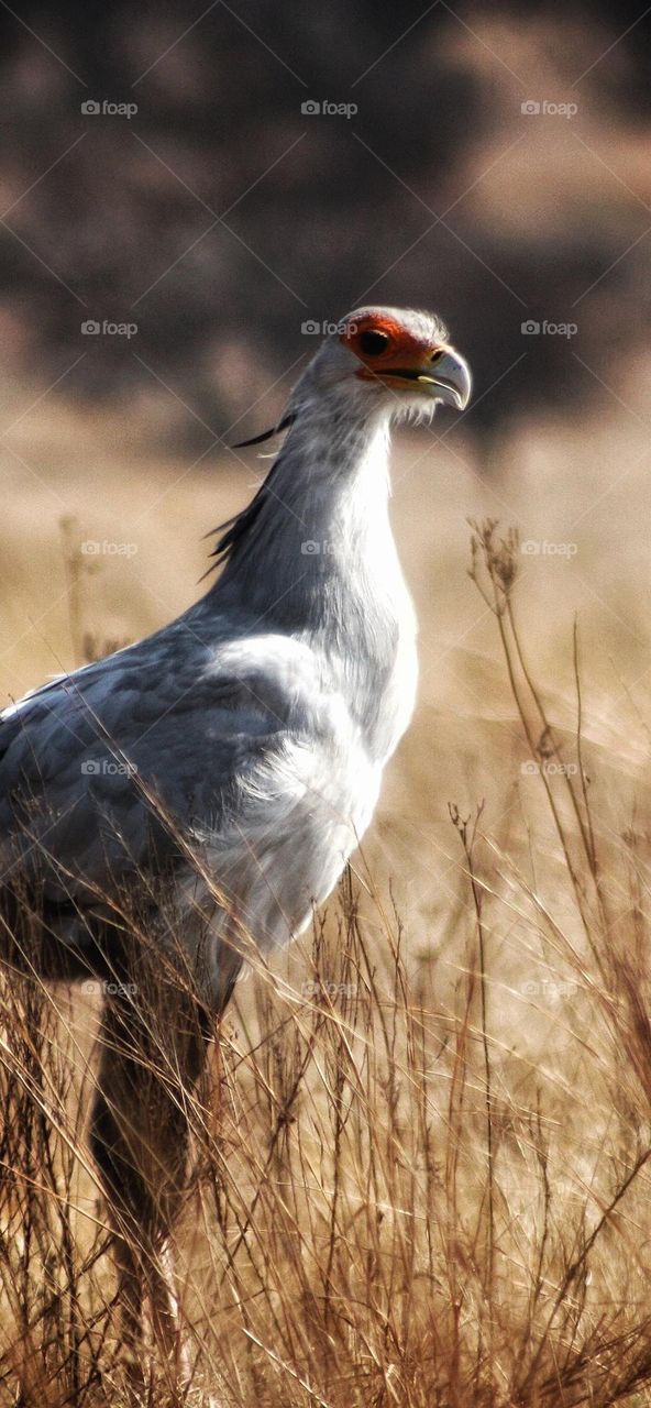 Magnificent Secretary bird in the afternoon light.