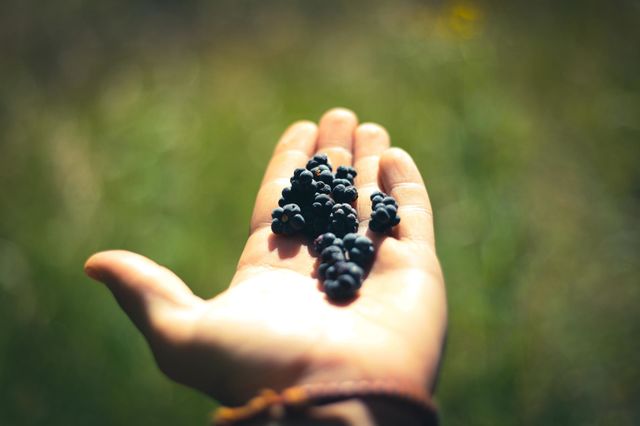 Forest wild blackberry