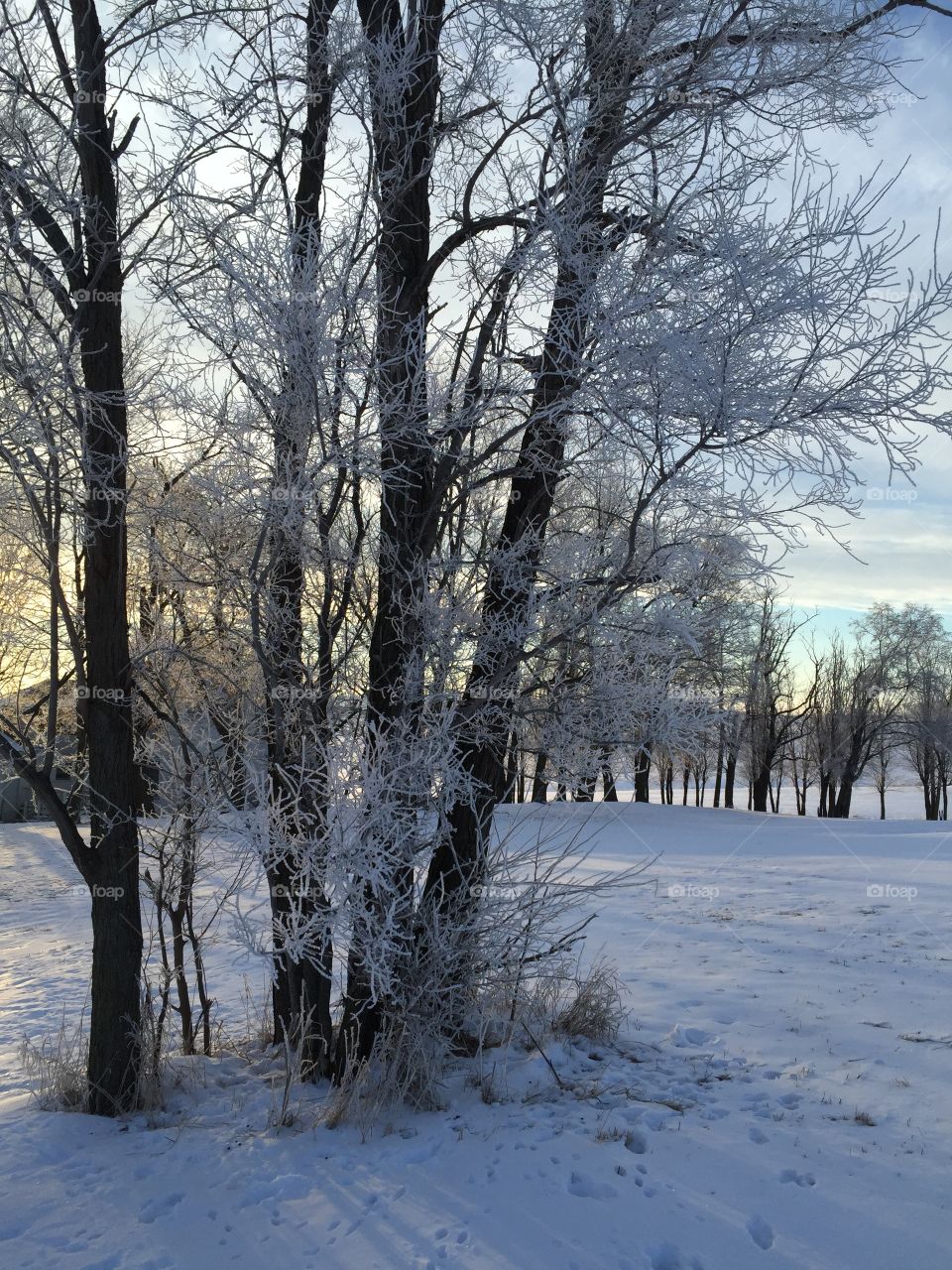 Icy Scrub Trees