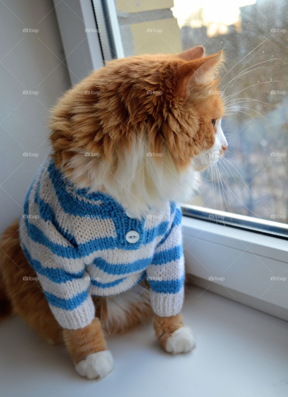 red cat in a striped sweater sitting on the windowsill and looking out the window