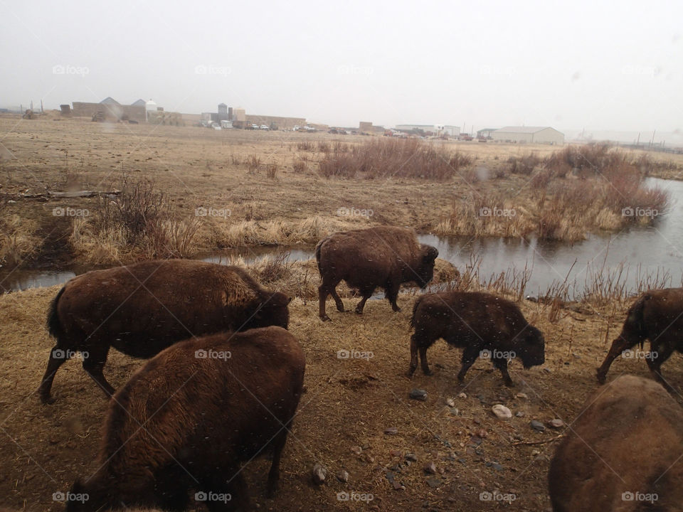 Bison in Wyoming winter