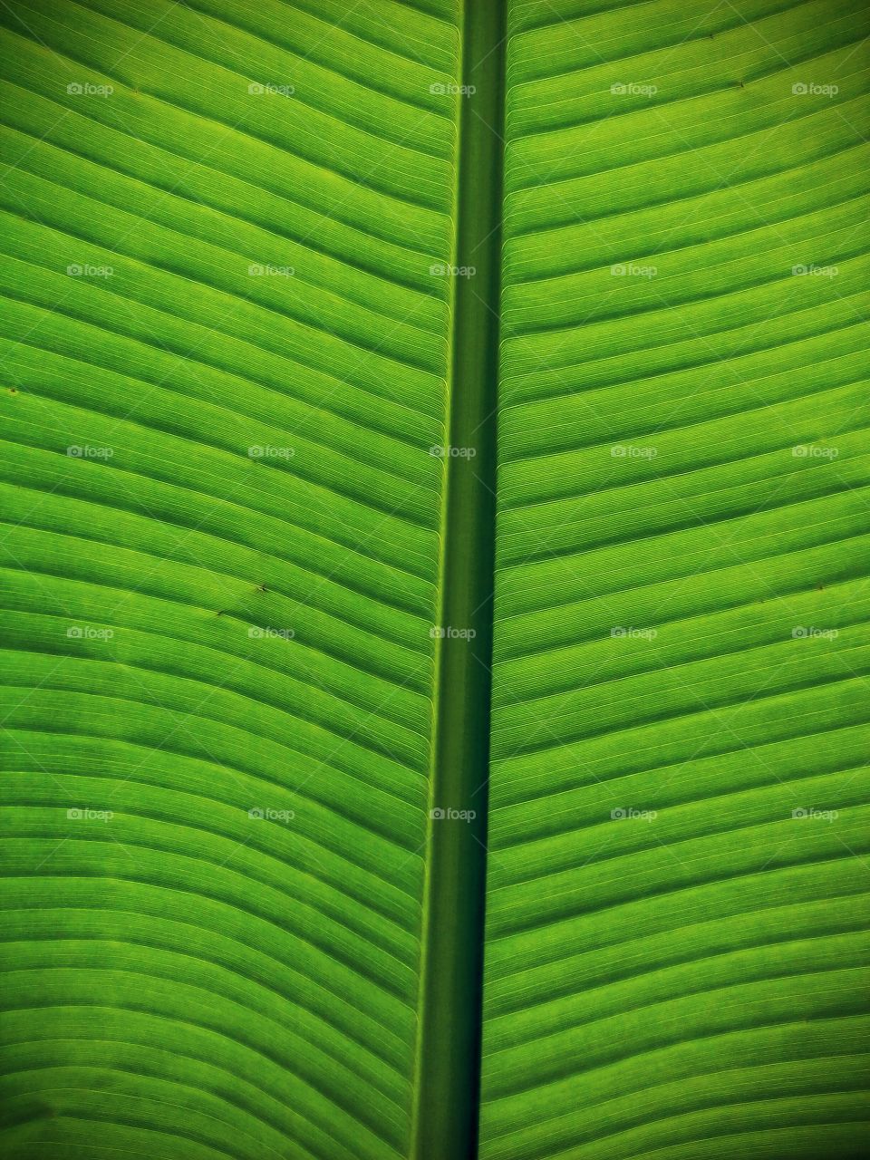 Green leaf