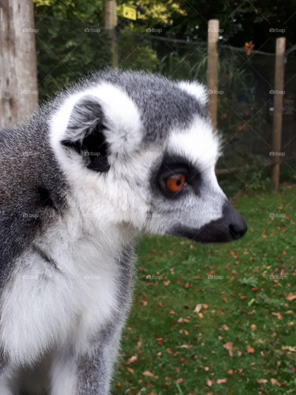 Mammal, Animal, Cute, Portrait, Wildlife