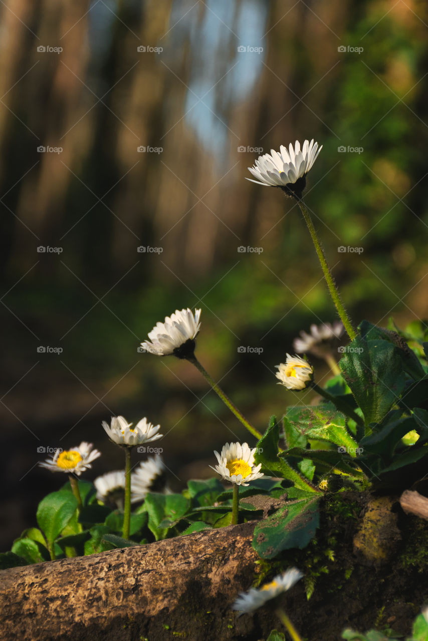 Daisies by the forest path