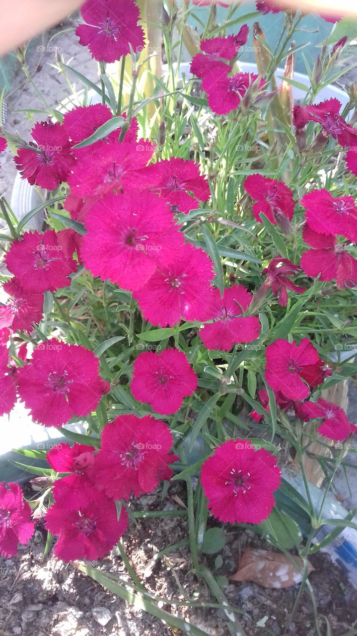 Pink flowers