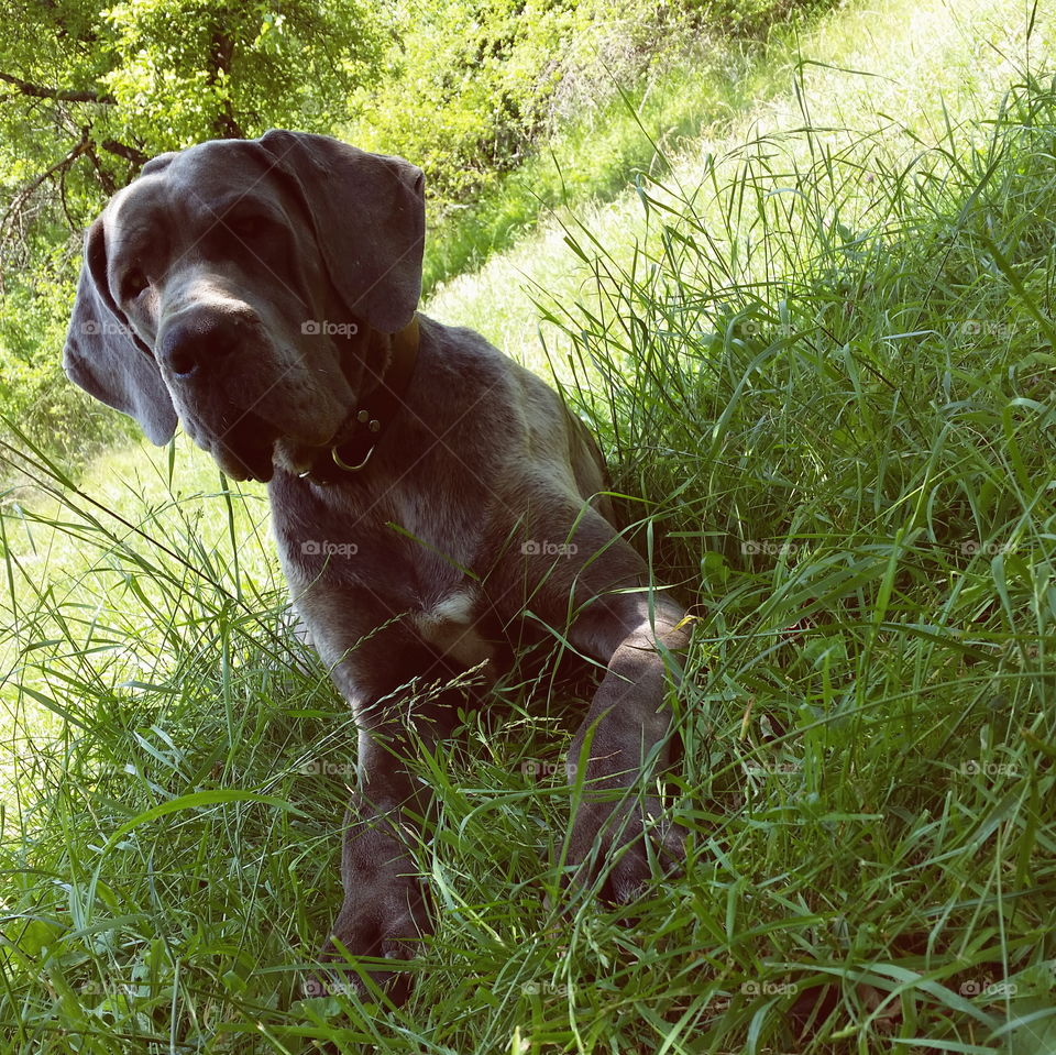 Enjoying the shadow of a tree