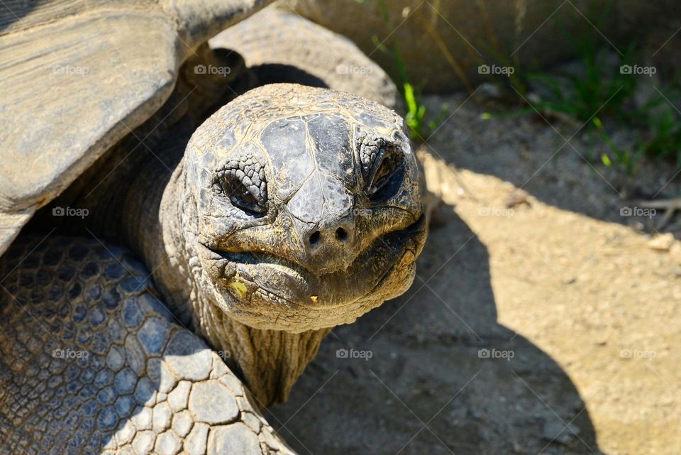 Close-up of tortoise