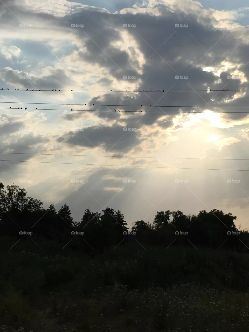 Birds and sunshine 