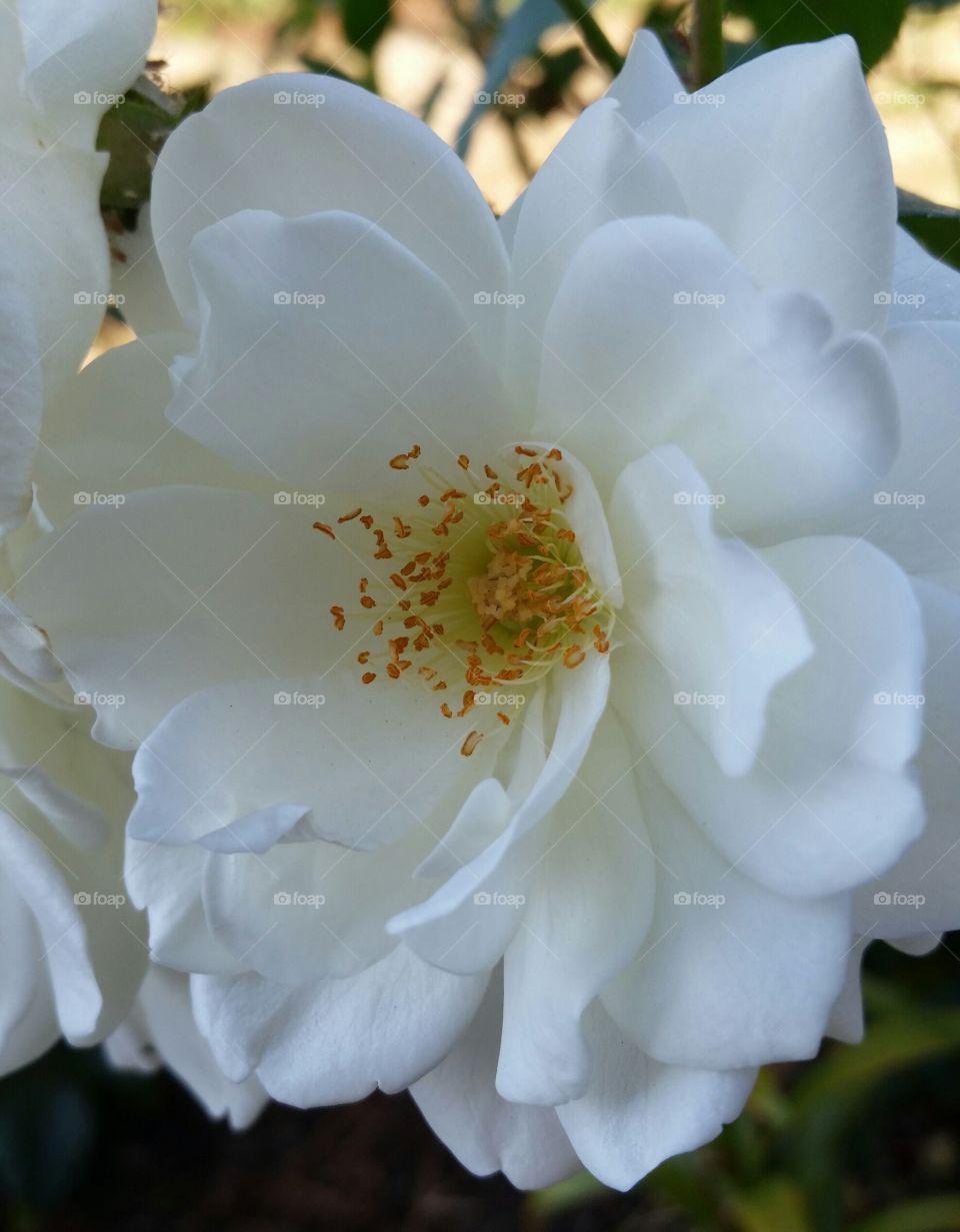 White springtime flower