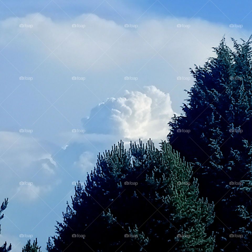 Large white fluffy clouds as a scenic background for a bank of tall fir trees on a sunny but chilly day.