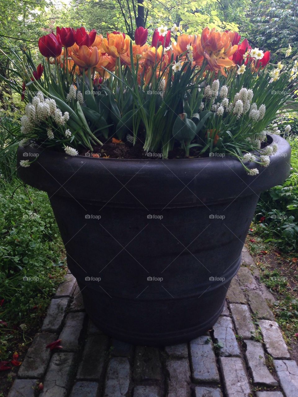 The flower/ tulip gardens in Keukenhof , the Netherlands (holland)  