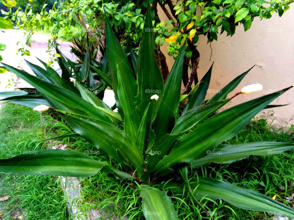 Leaf, Flora, Garden, Nature, No Person