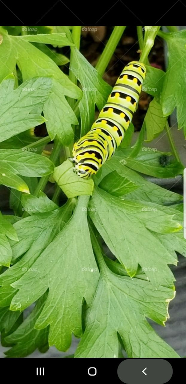 Caterpillar munching on some parsley