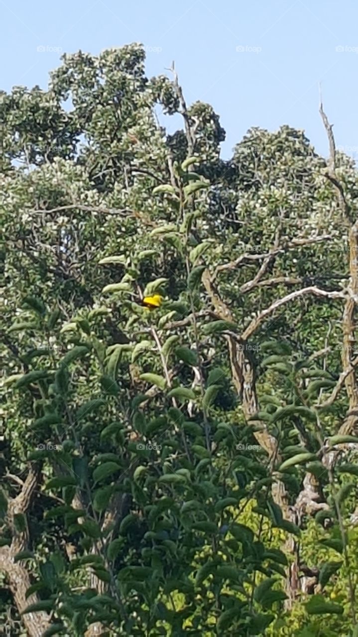 bird in tree