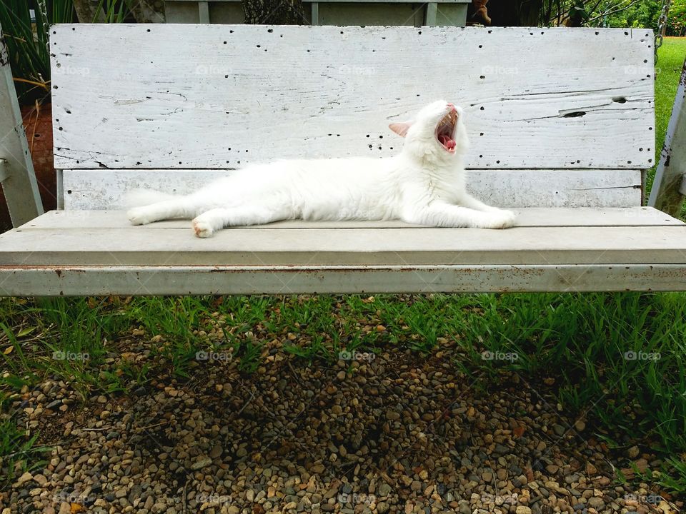 White cat is sleeping on a bench.