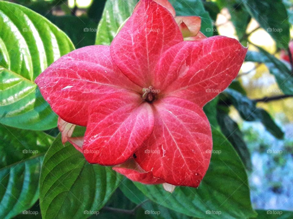 Closeup, red color flower