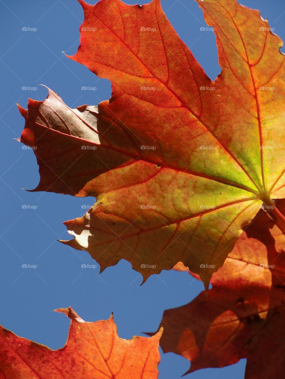 Close-up of maple leaf