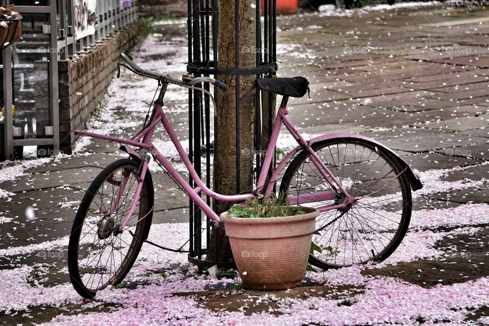 pink bike and blossom