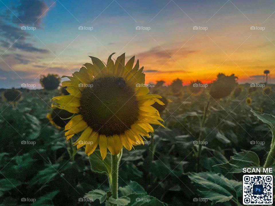 Sunflower field