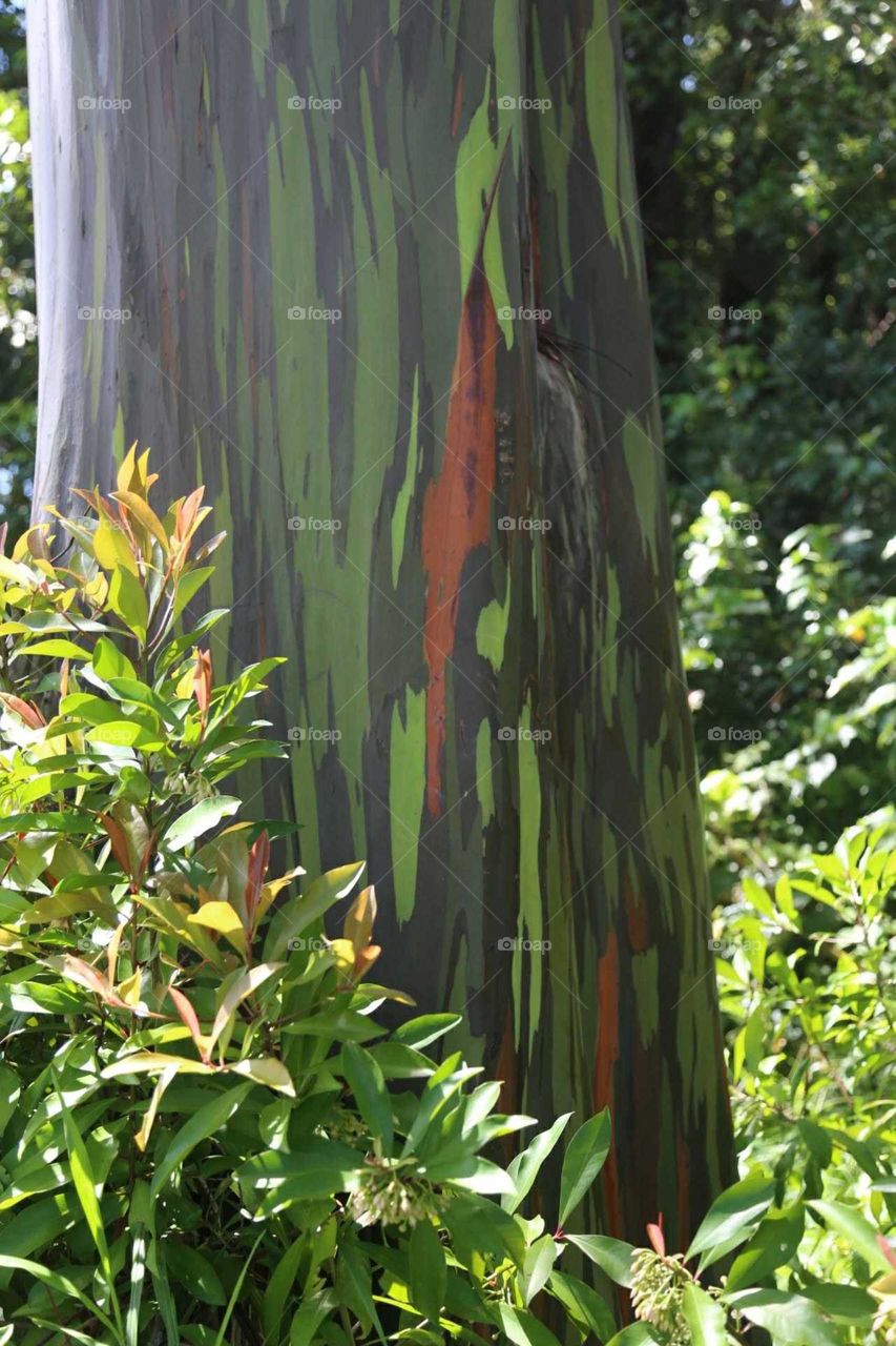 Rainbow Eucalyptus