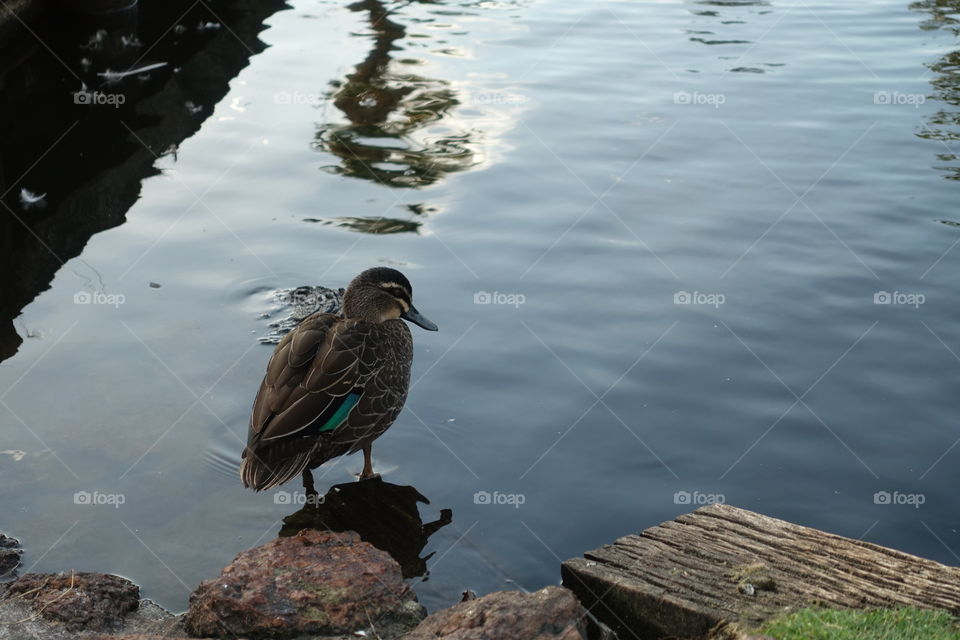 A duck heading to the water.