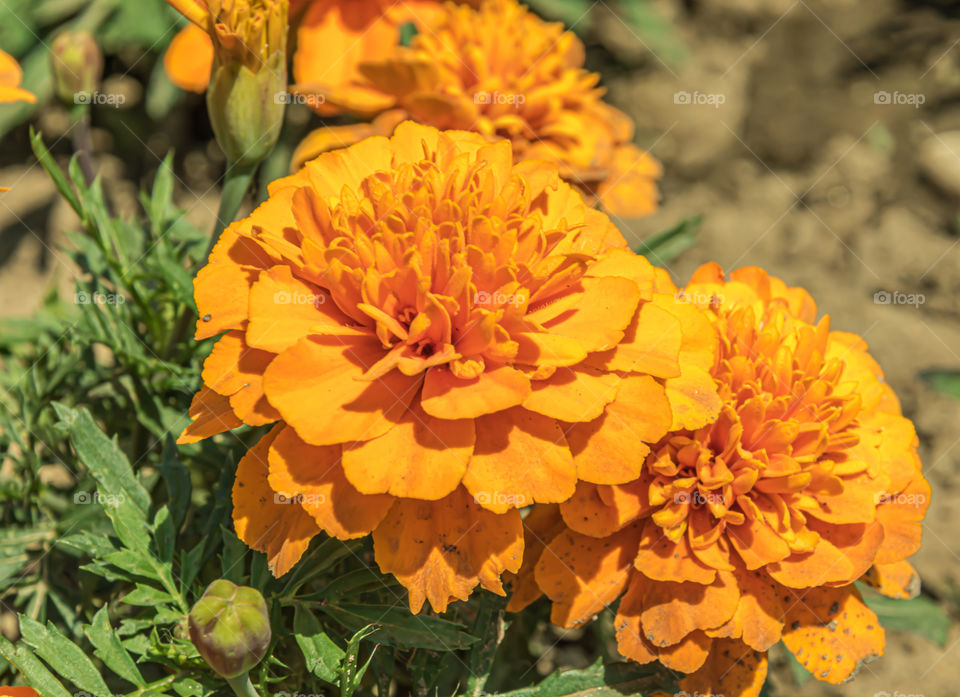 French marigolds