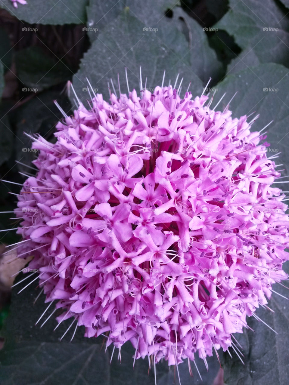 Pink flower in my garden