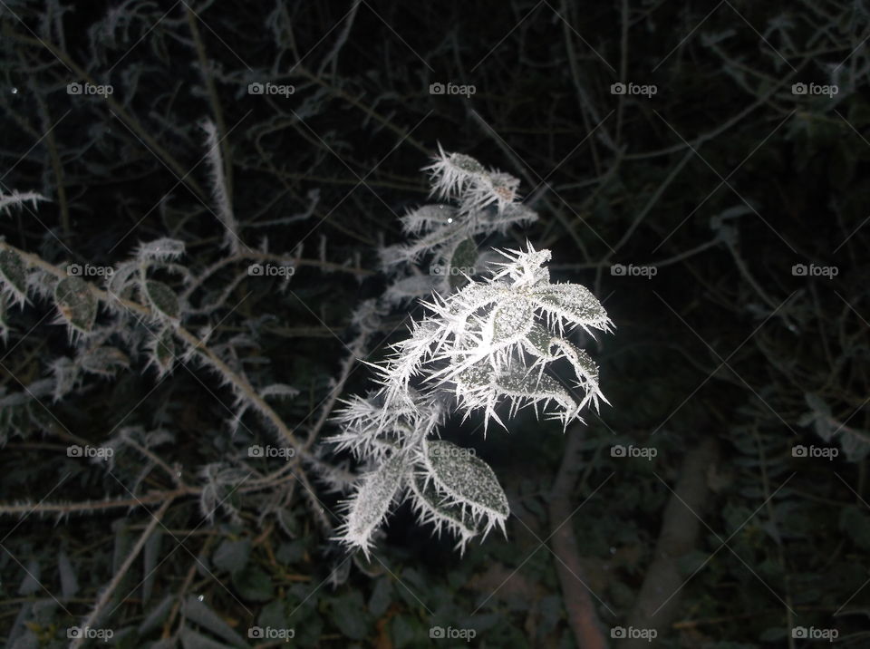 Frost mystisch grau weiß