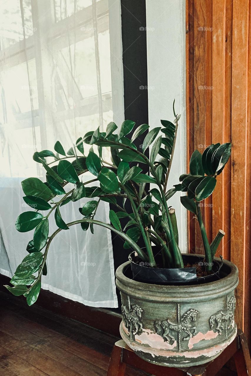 Indoor plant by the window