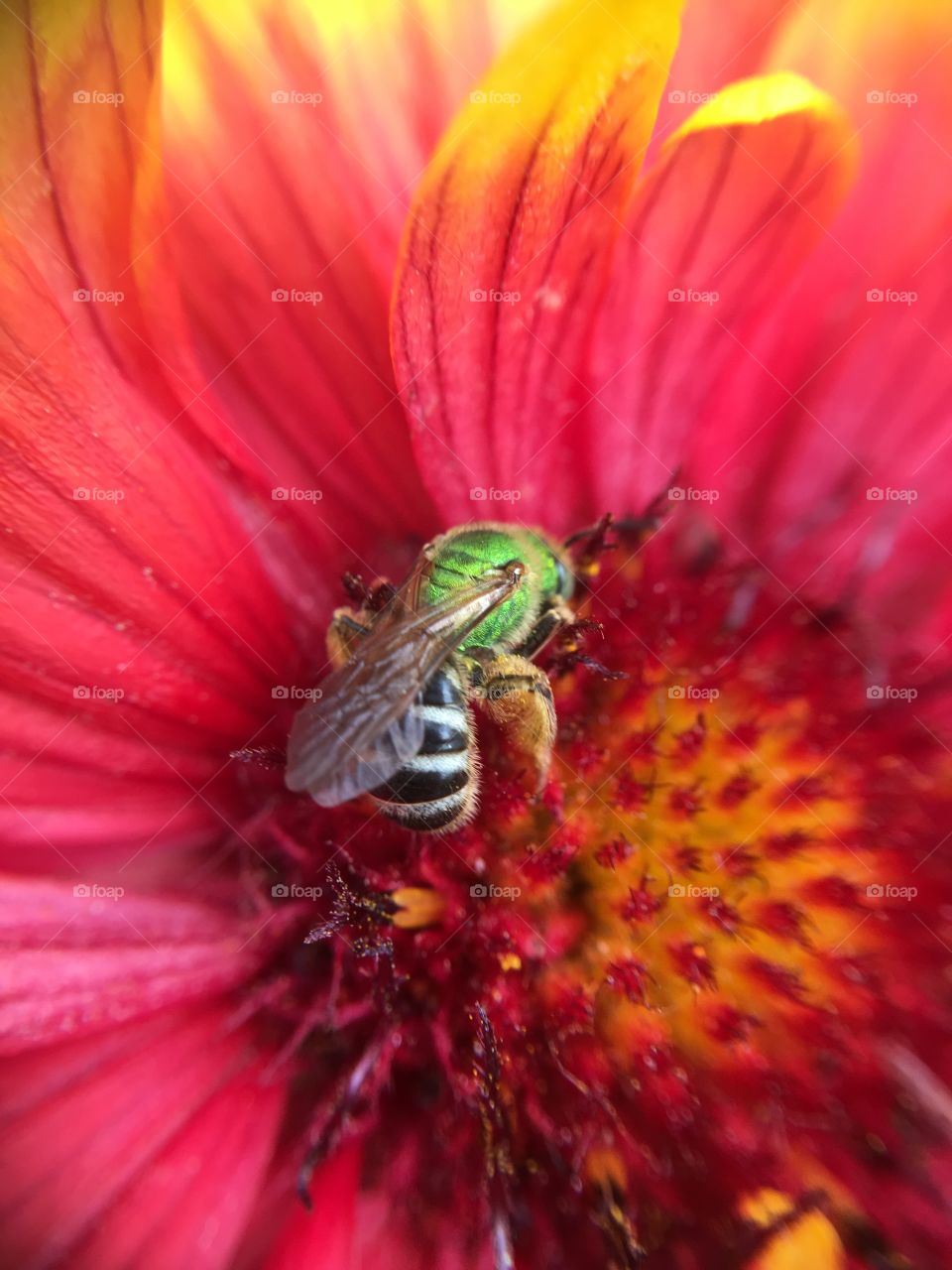 Green metallic bee