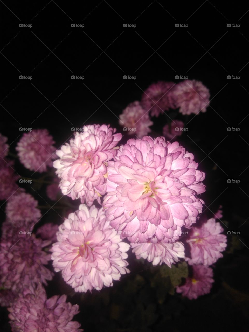 Pink flowers
pink chrysanthemum