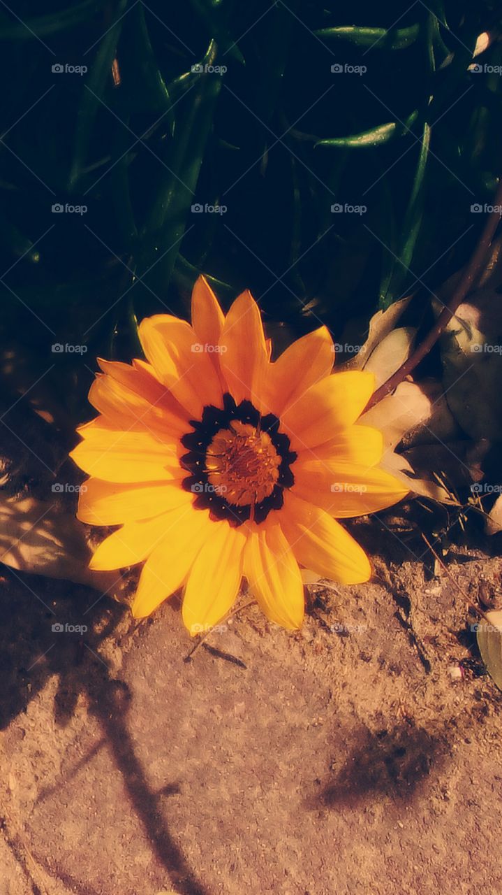 One blooming yellow wildflower in garden in sunny day