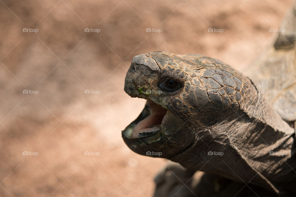 Reptile, Nature, Wildlife, Turtle, No Person