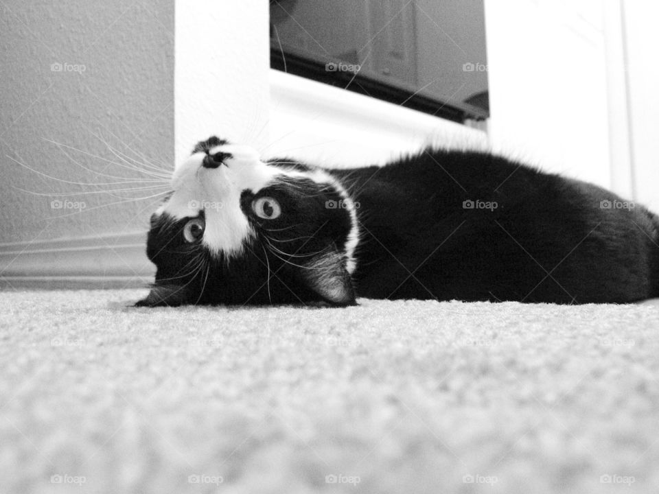 Upside down black and white kitty cat with long whiskers rolls around on the carpet to get attention. One of the cutest cats in the USA.