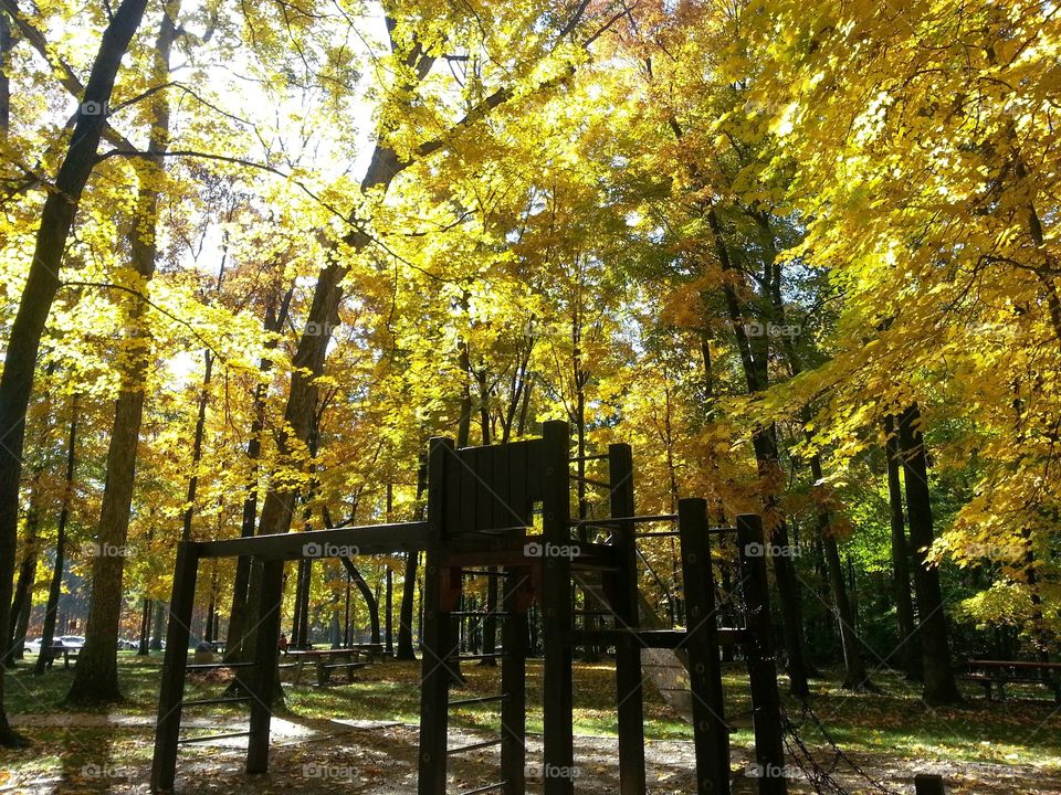 Gorgeous Yellow Fall Foliage over a Cute Little Playground - Autumn in Illinois - Gold Leaves on the Trees