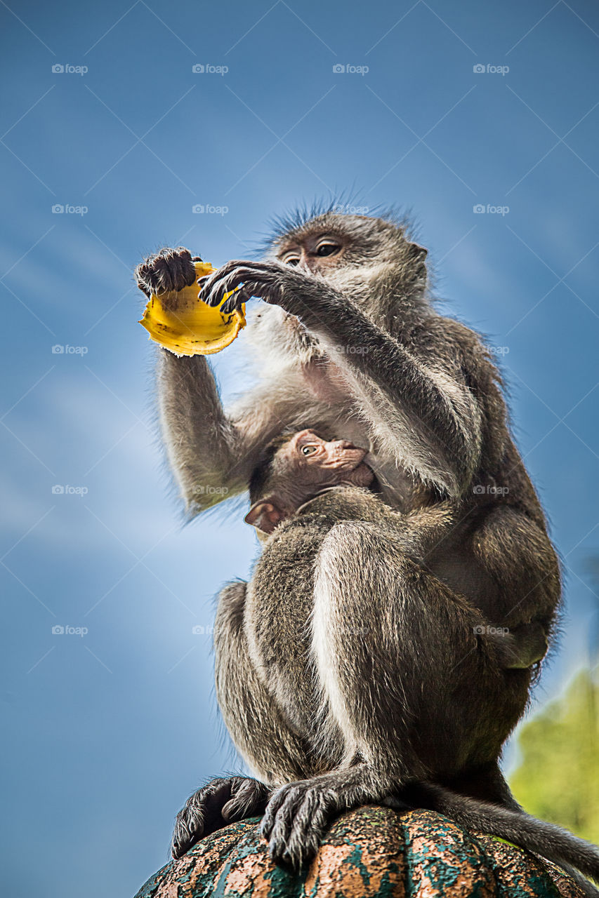 Monkey eat mango with the baby in Batu Cave near Kuala Lumpur. 