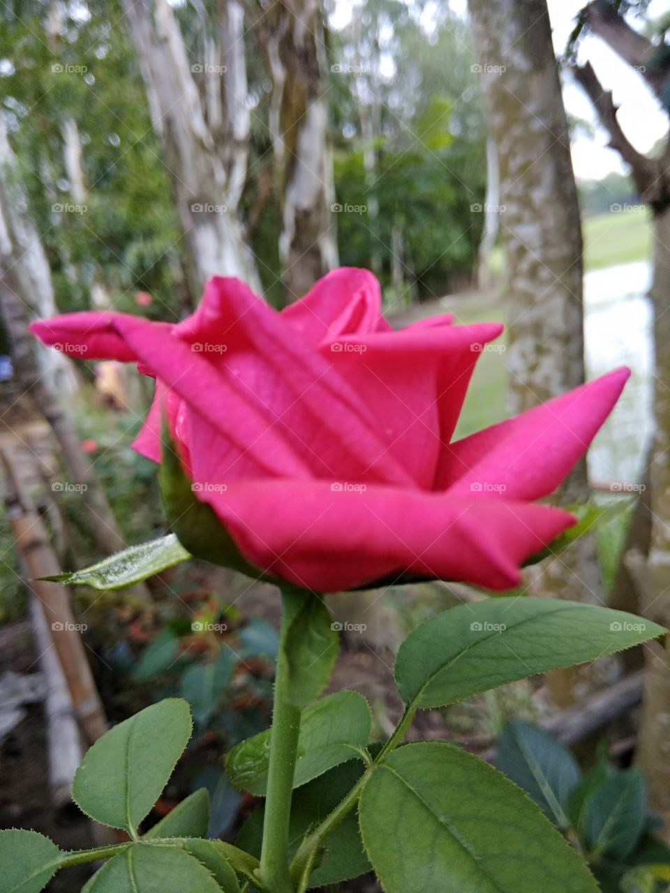 The Rose