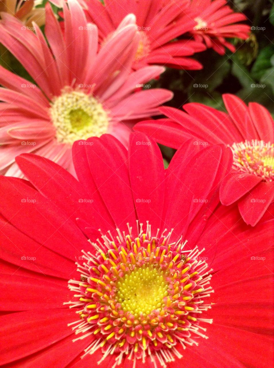 Nothing makes you smile than a bright flower...