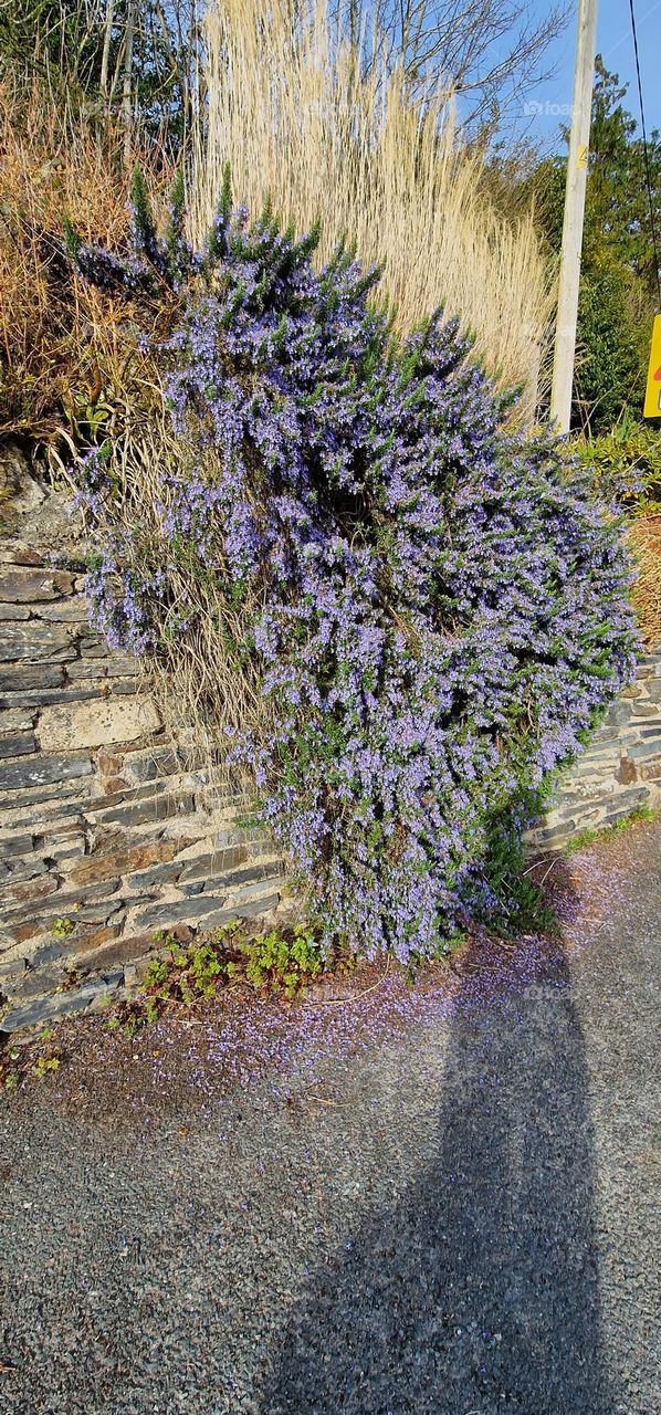 purple wall shrub